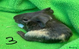 Guinea Pig rodents for sale: 6no beautiful baby guinea pigs - mixed - Image 5