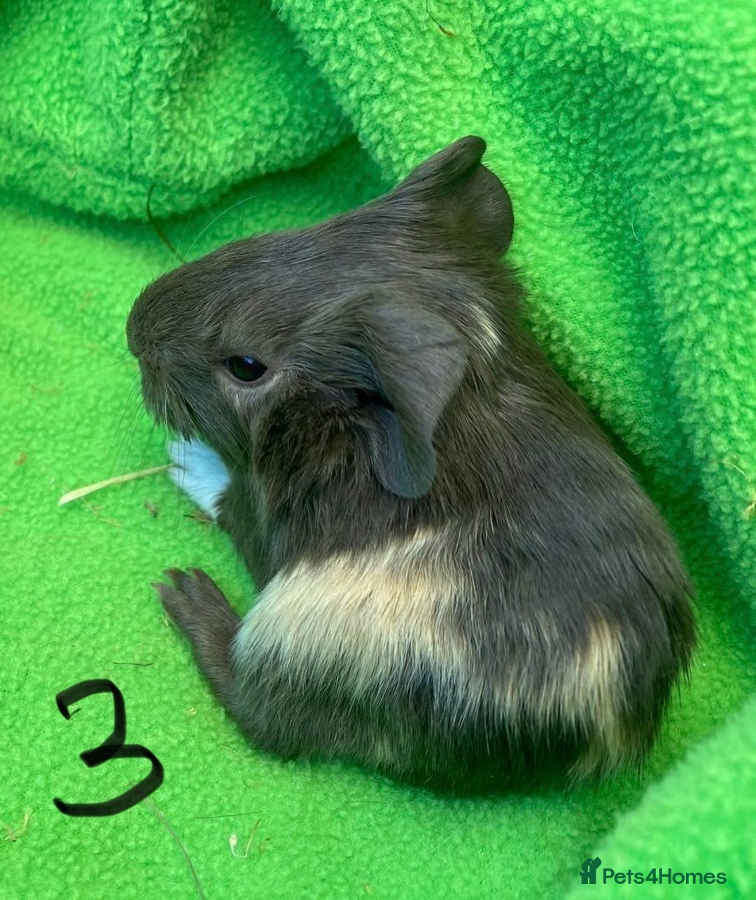 Guinea Pig rodents for sale: 6no beautiful baby guinea pigs - mixed - Image 5