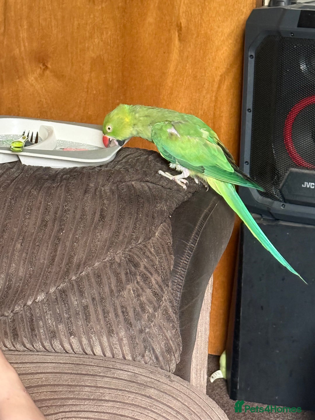 Ringnecks birds for sale: Tame ringneck  - Advert 8