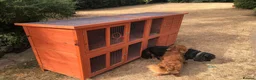 Mixed Breed rabbits for sale: MINI LION LOP X LION LOP RABBIT FOR SALE + CAGE  in Colchester - Advert 10