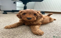 Cockapoo dogs for sale: Westcraigs Cockapoos - Image 10