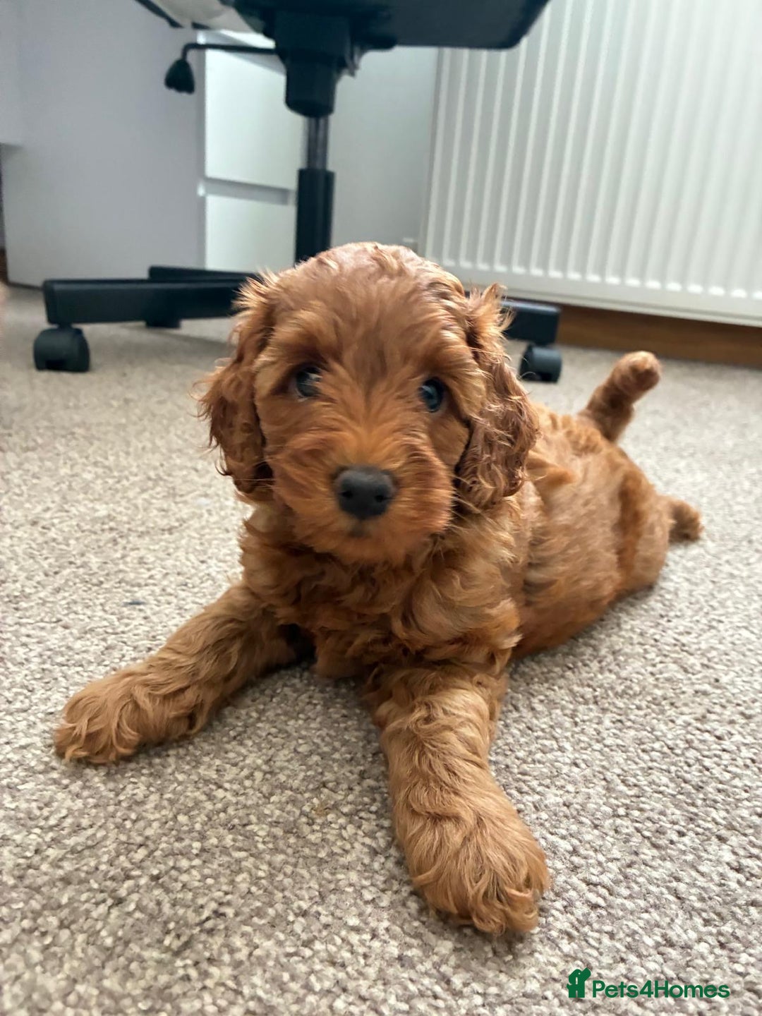 Cockapoo dogs for sale: Westcraigs Cockapoos - Image 10