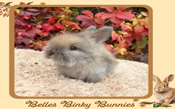 Angora rabbits for sale: Fluffy Baby Angora For Sale - Ready 26th Oct  - Image 5