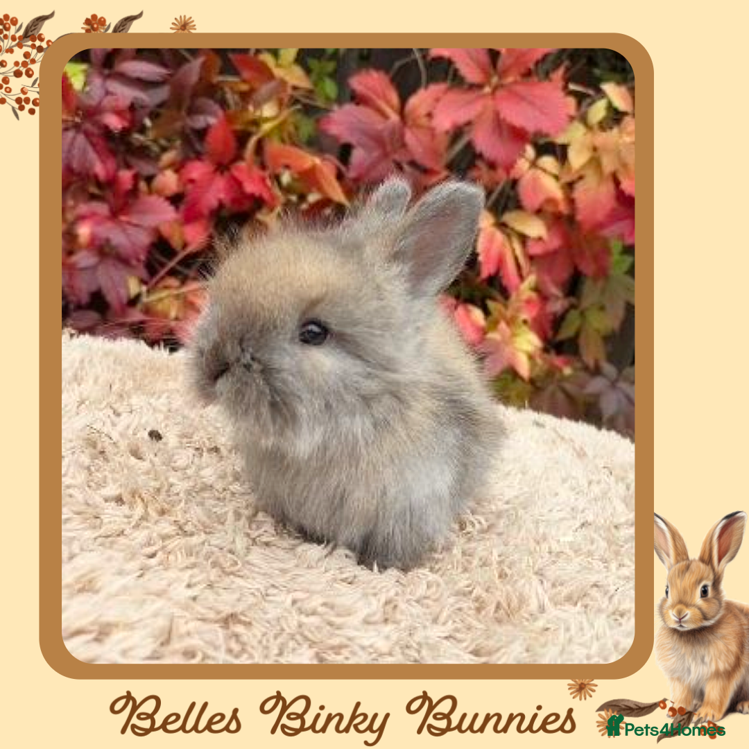 Angora rabbits for sale: Fluffy Baby Angora For Sale - Ready 26th Oct  - Image 5