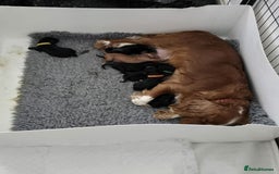 Cocker Spaniel dogs for sale: Cocker spaniel puppies  - Image 4
