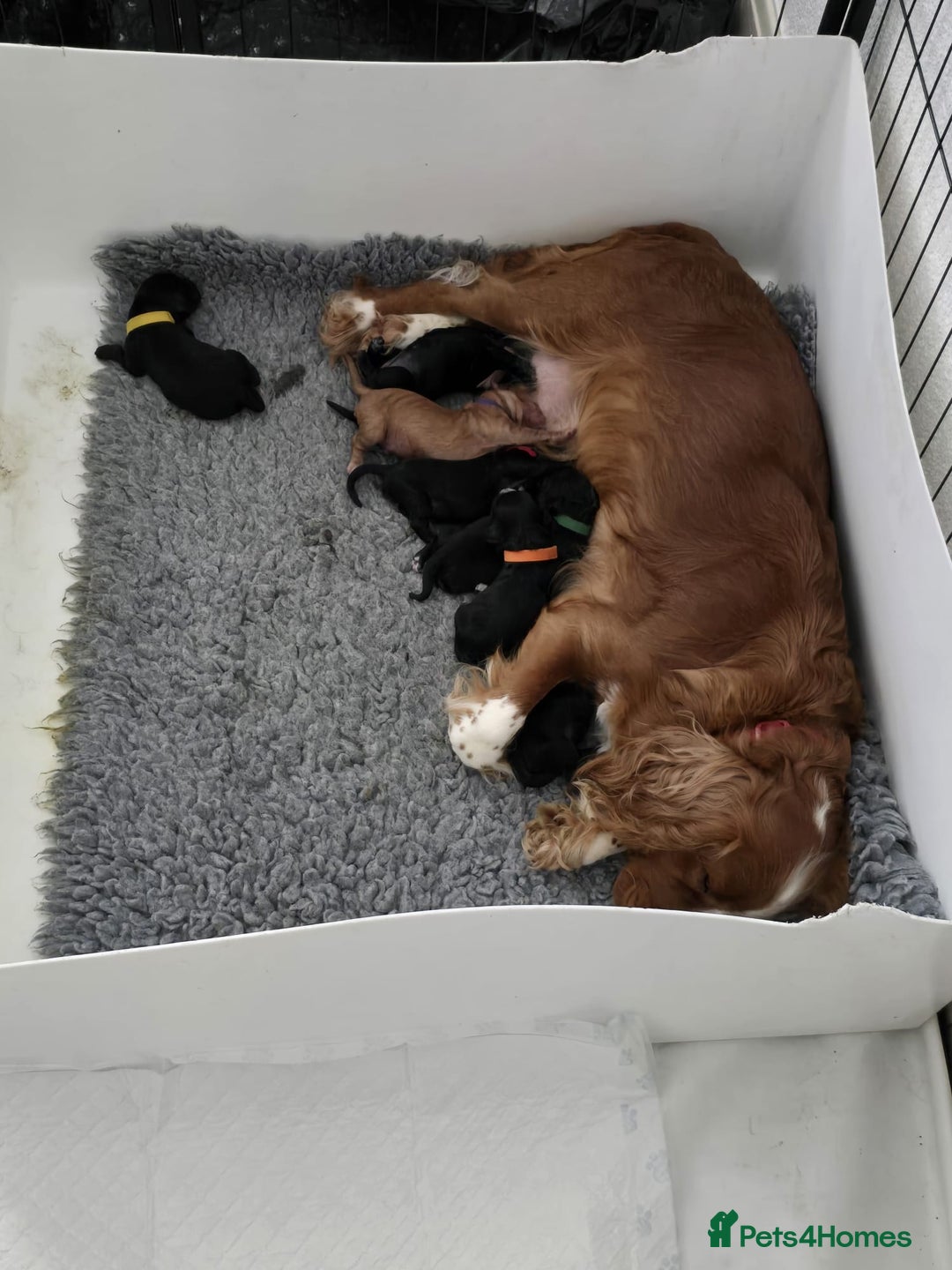 Cocker Spaniel dogs for sale: Cocker spaniel puppies  - Image 4