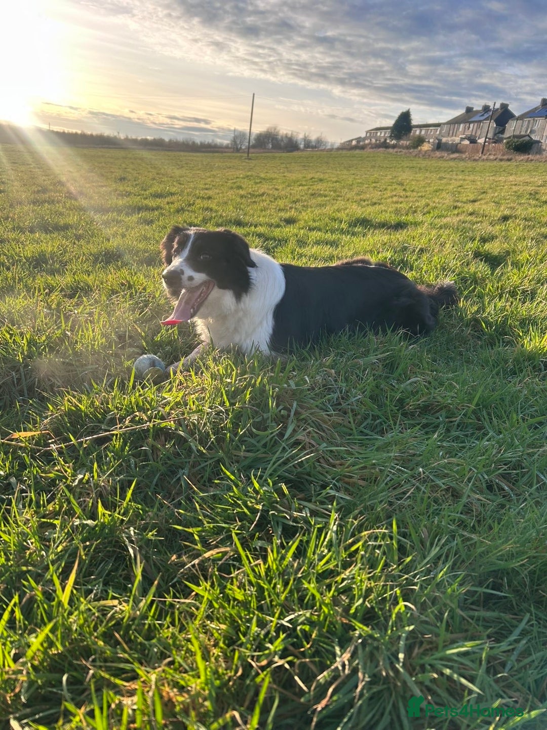 Border Collie dogs for sale: Sophie - The gorgeous Border Collie - Advert 1