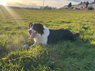 Border Collie dogs Sophie - The gorgeous Border Collie - Advert 2