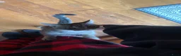 Mixed Breed cats for sale: Beautiful Grey Female Cat for Sale  - Advert 2