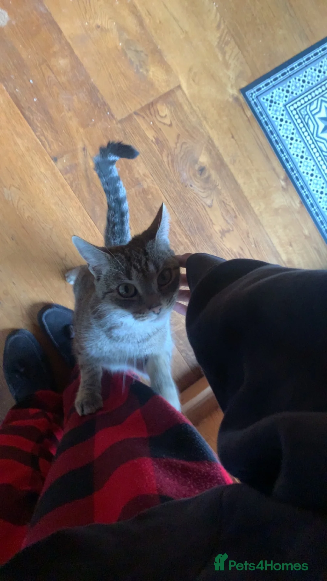 Mixed Breed cats for sale: Beautiful Grey Female Cat for Sale  - Advert 2