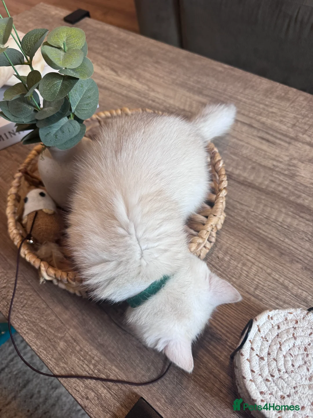 British Shorthair cats for sale: British Shorthair Male – Loving Home Wanted - Advert 7