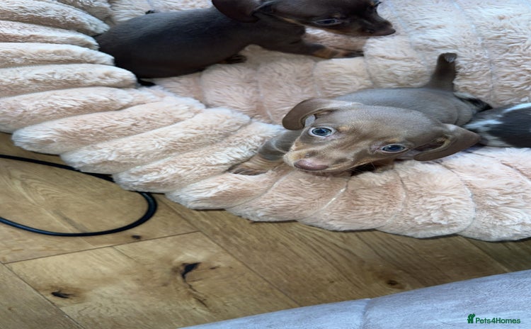 Miniature Dachshund dogs - Advert 2
