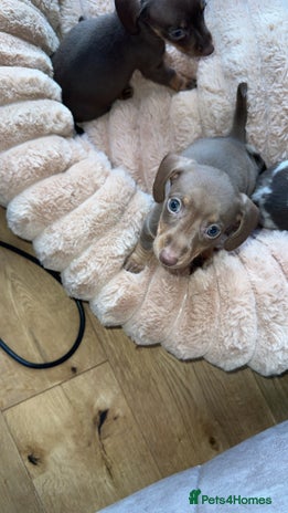 Miniature Dachshund dogs - Advert 4