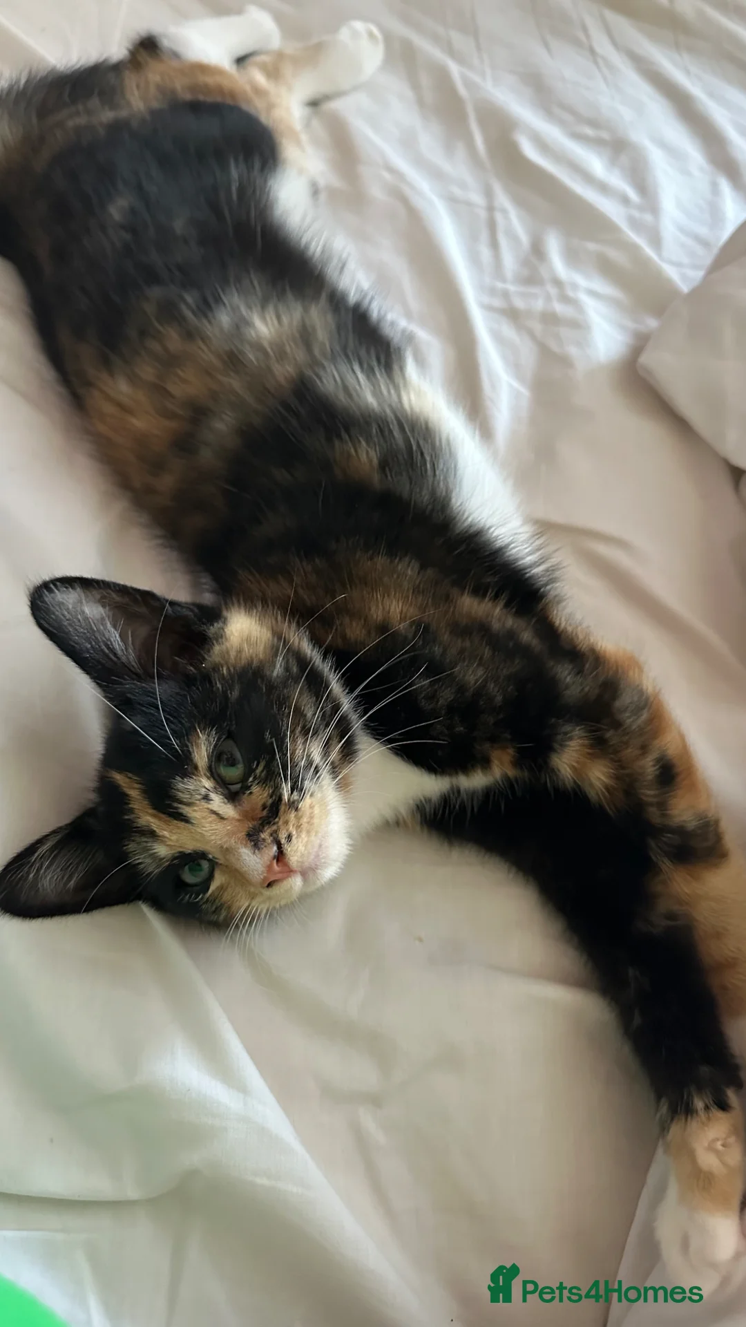 Mixed Breed cats for sale: Ginger male, colored females - Advert 8