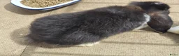 French Lop rabbits for sale: Pedigree giant french lop - Advert 5