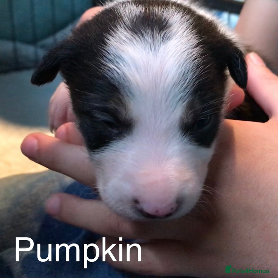 Border Collie dogs for sale: Beautiful Border Collie Pups, Merle & Classic Tri - Image 8