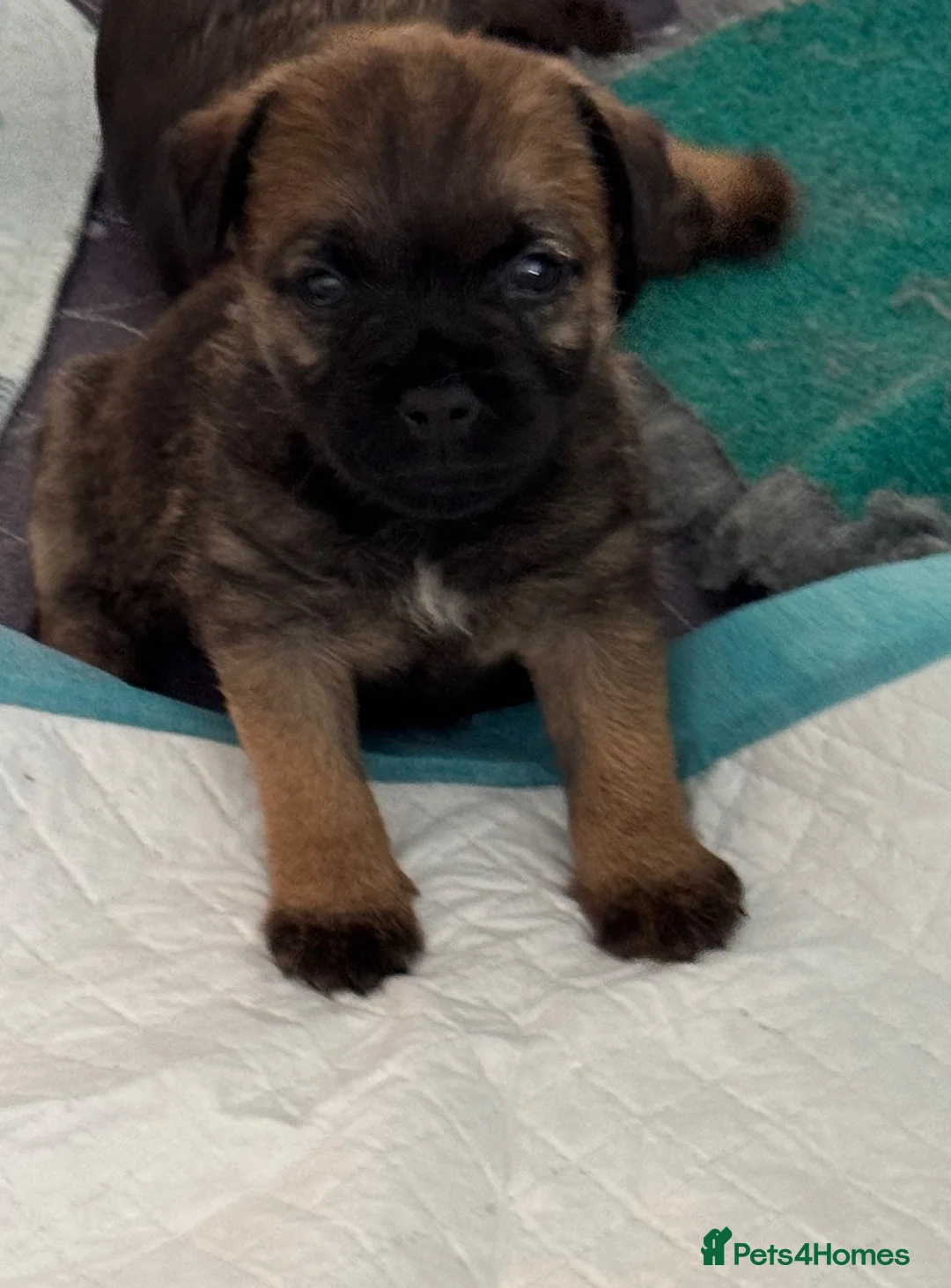 Border Terrier dogs for sale: Stunning KC Border terriers - Advert 2