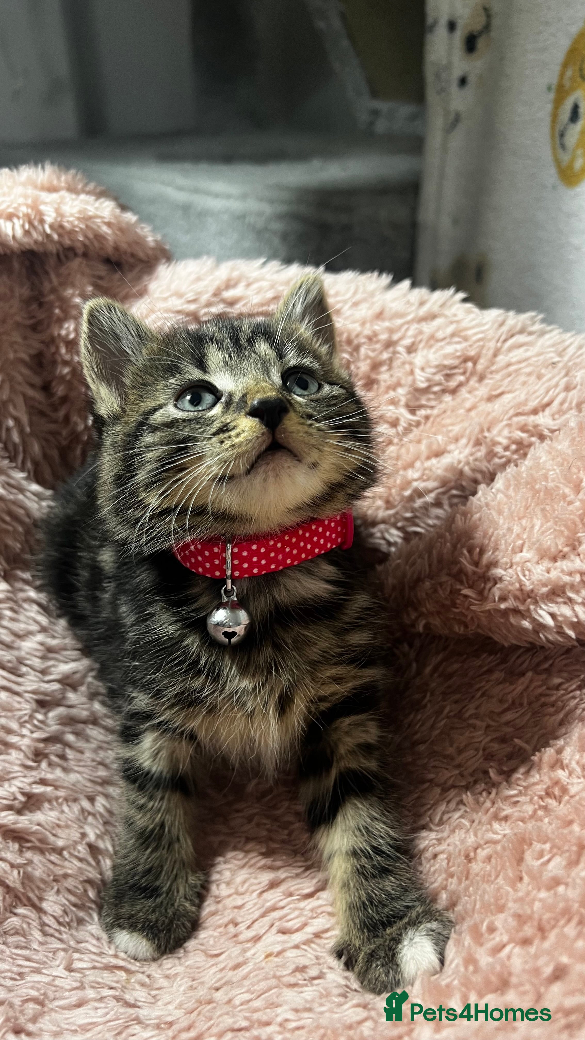 Domestic Shorthair cats Ready Now Tuxedo x Tiger bengals😍 - Advert 12