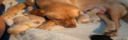 Labrador Retriever dogs for sale: Stunning Labrador pups - Advert 10