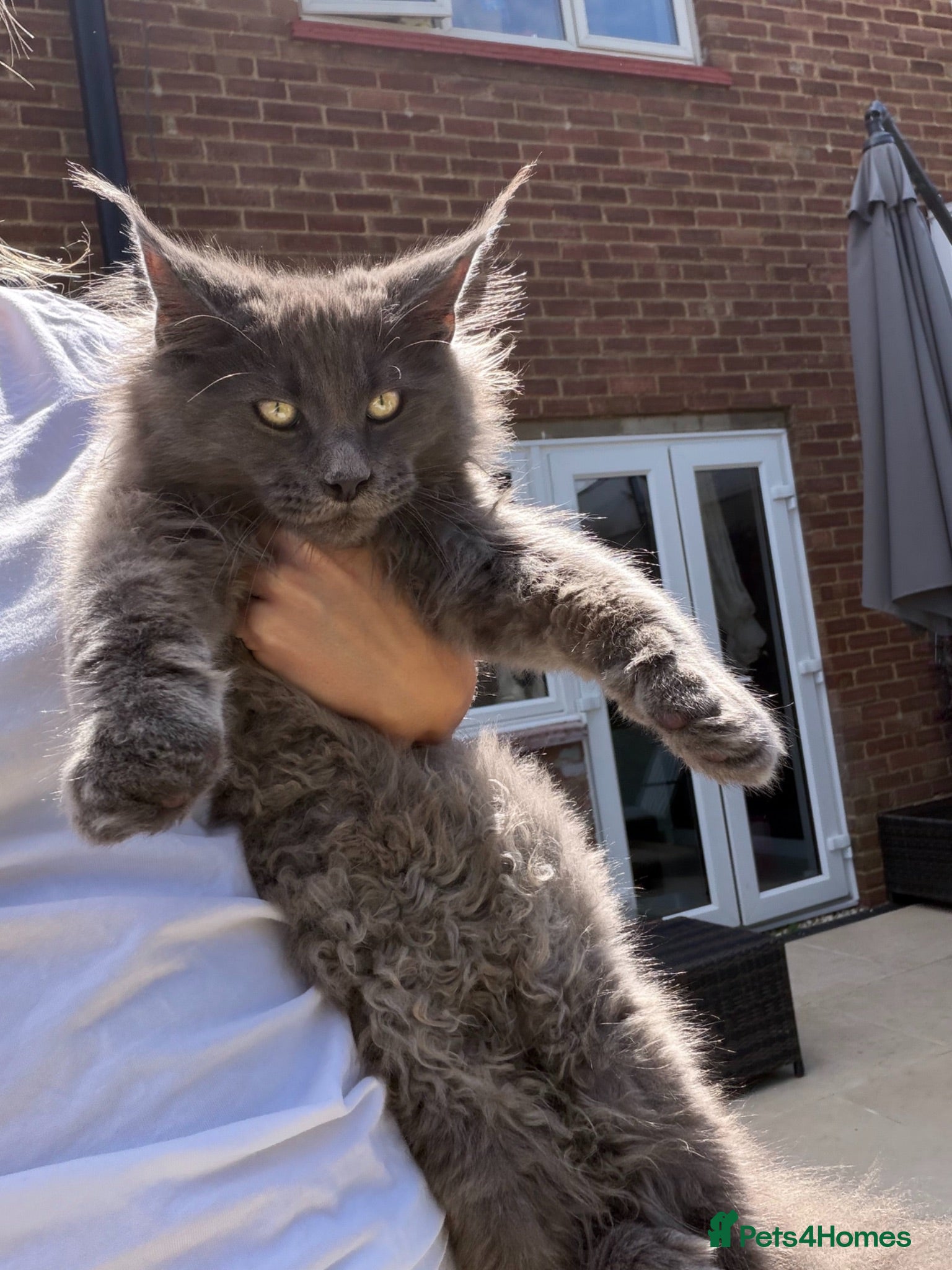 Maine Coon cats LAST ONE mainecoon kittens  - Advert 1