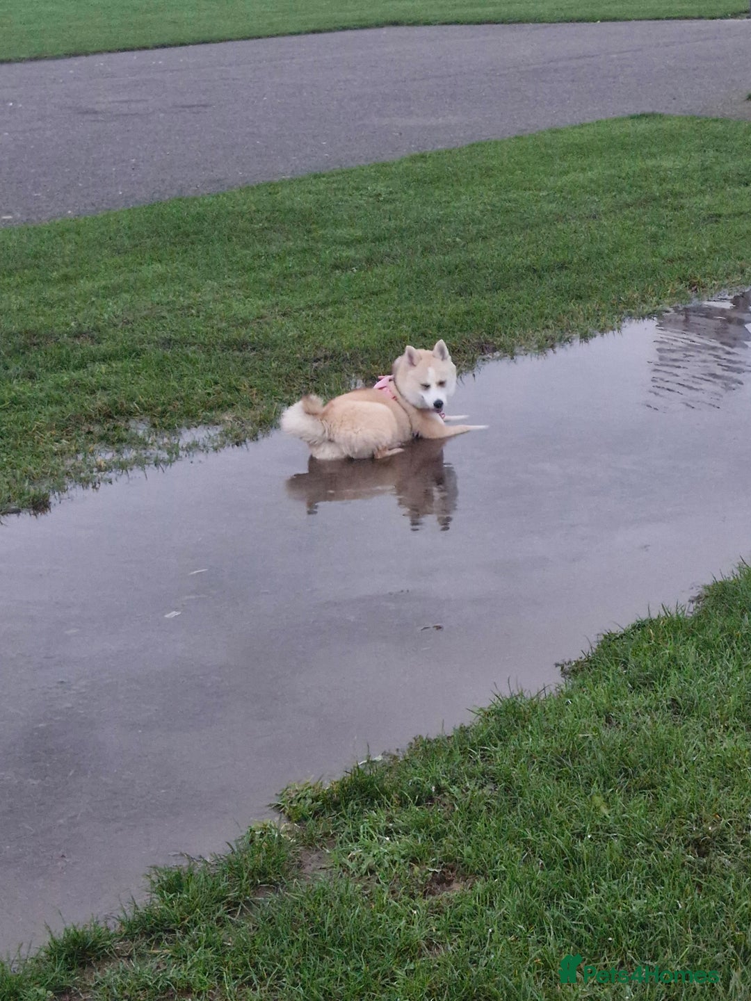 Pomsky dogs for sale: pomsky - Advert 2