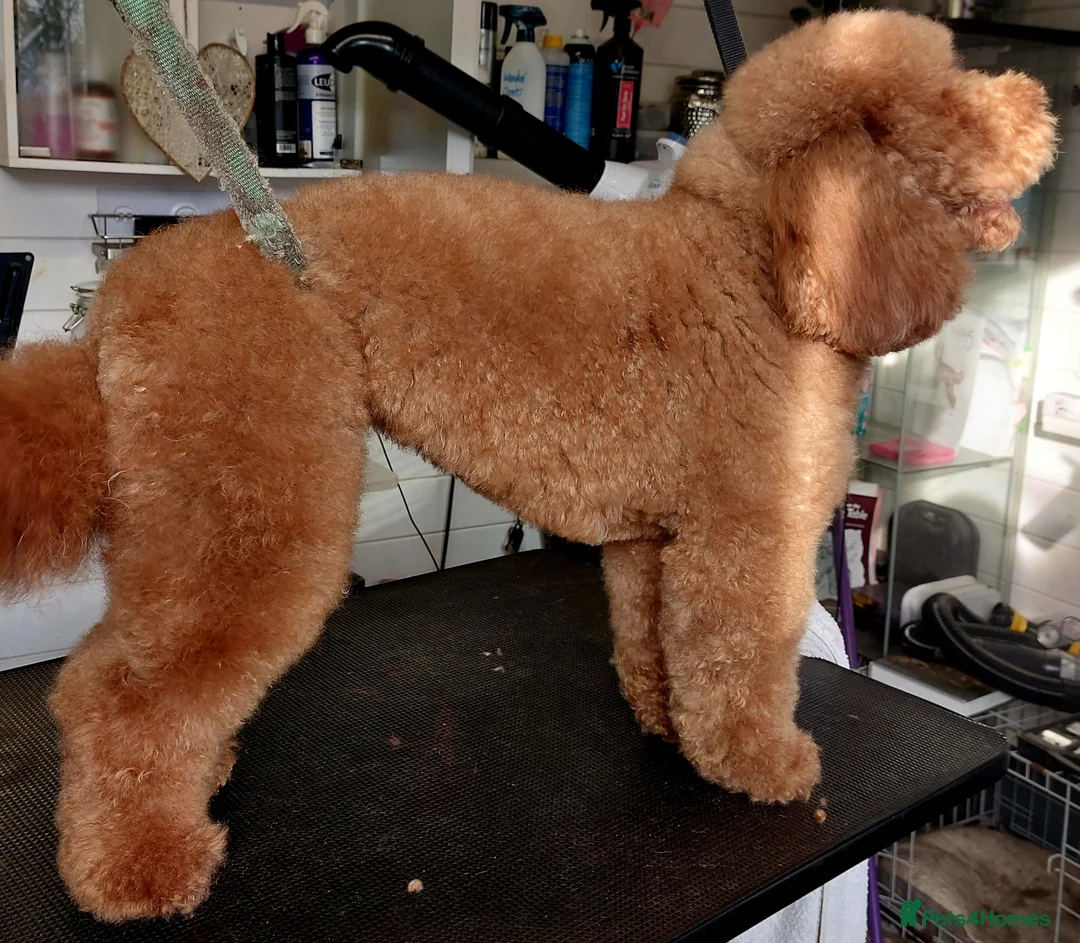 Miniature Poodle dogs for stud: Red Miniature Poodle for STUD - Advert 6