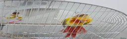 Conures birds for sale: Conure  in Weston-super-Mare - Advert 1