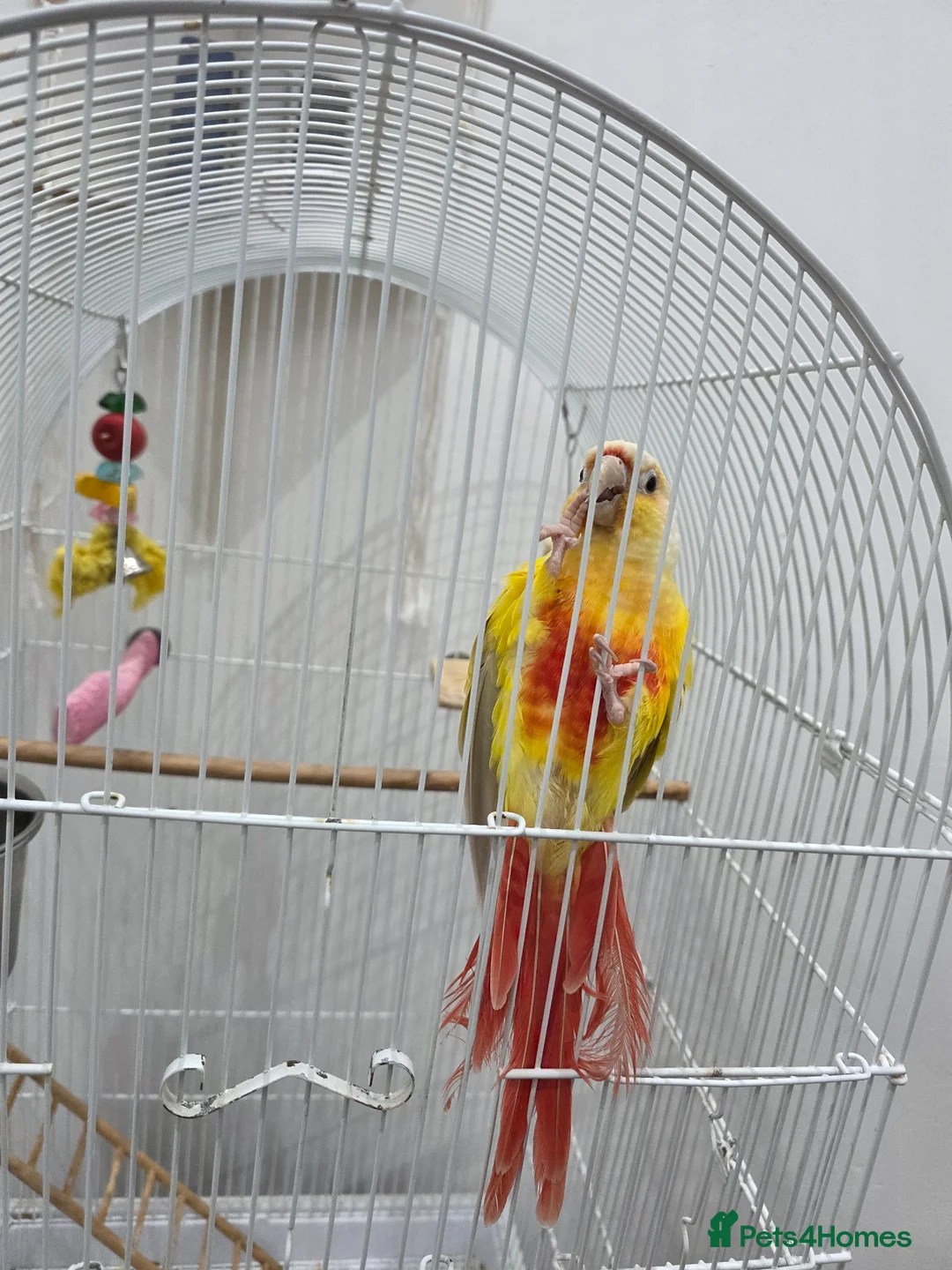Conures birds for sale: Conure  in Weston-super-Mare - Advert 1
