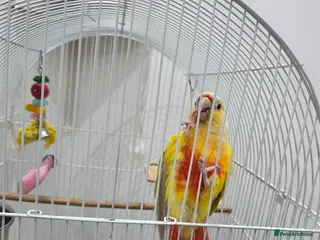 Conures birds Conure - Advert 4