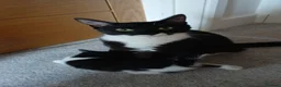 Mixed Breed cats for sale: Beautiful kittens in Guildford - Advert 2