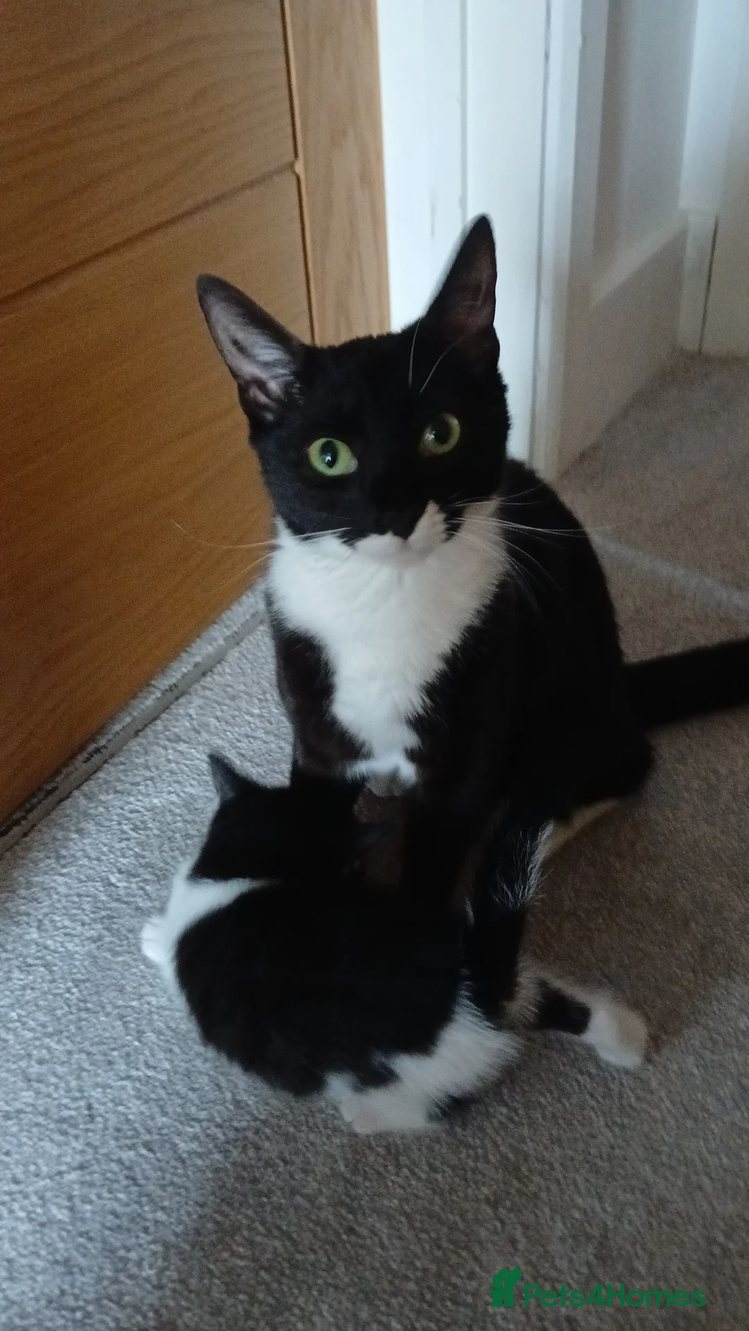 Mixed Breed cats for sale: Beautiful kittens in Guildford - Advert 2