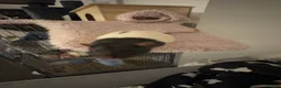 Rat rodents for sale: 3 male rats (fully bonded) - Advert 5