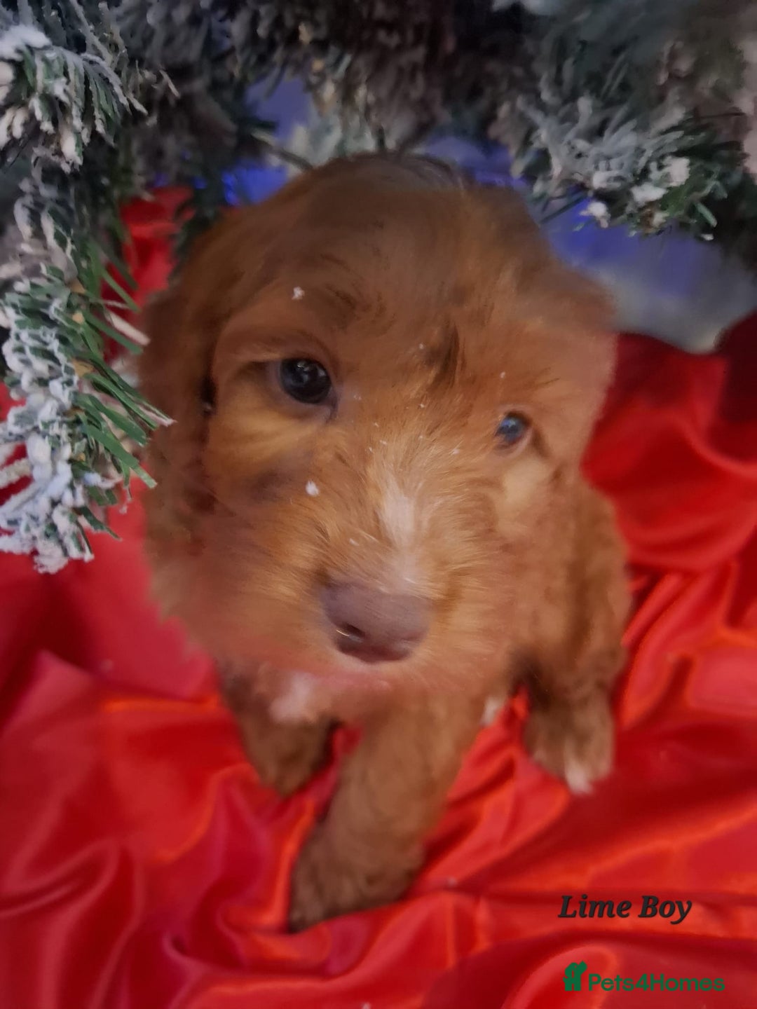 Cockapoo dogs for sale: RED COCKAPOO PUPS - Advert 6
