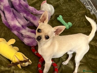 Chihuahua dogs Chihuahua MALE - Advert 1