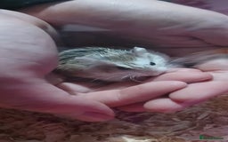 Hamster rodents for sale: Dwarf hamster  - Image 4
