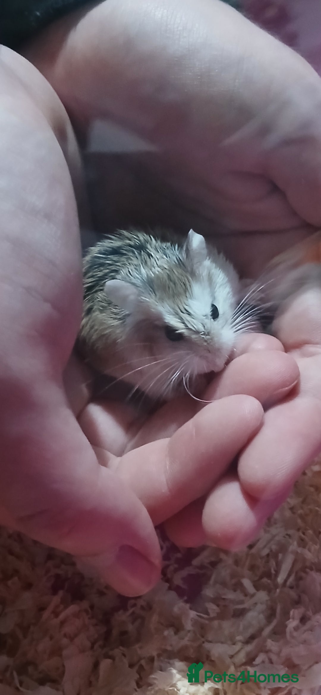 Hamster rodents for sale: Dwarf hamster  - Image 4