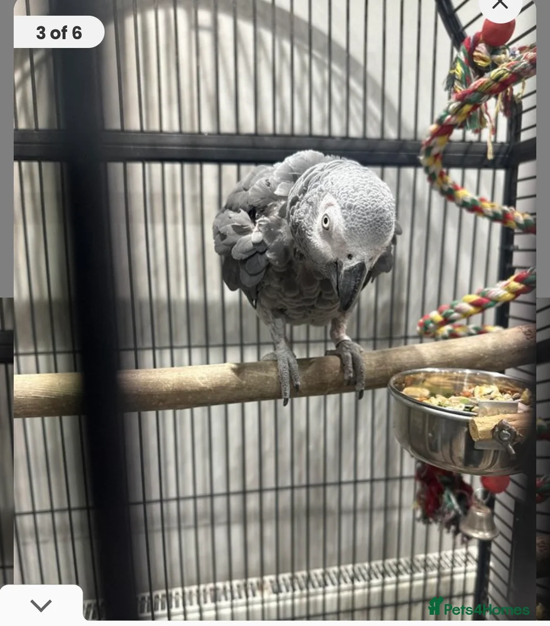 Parrots birds for sale: Tame African grey parrot  - Advert 2