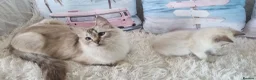 Ragdoll cats for sale: 💕Cute Champion line Ragdolls Kittens 💕 - Advert 31