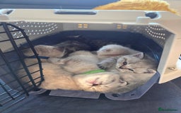 Scottish Fold cats for sale: Scottish Fold/Straight Kittens For Sale  - Image 6