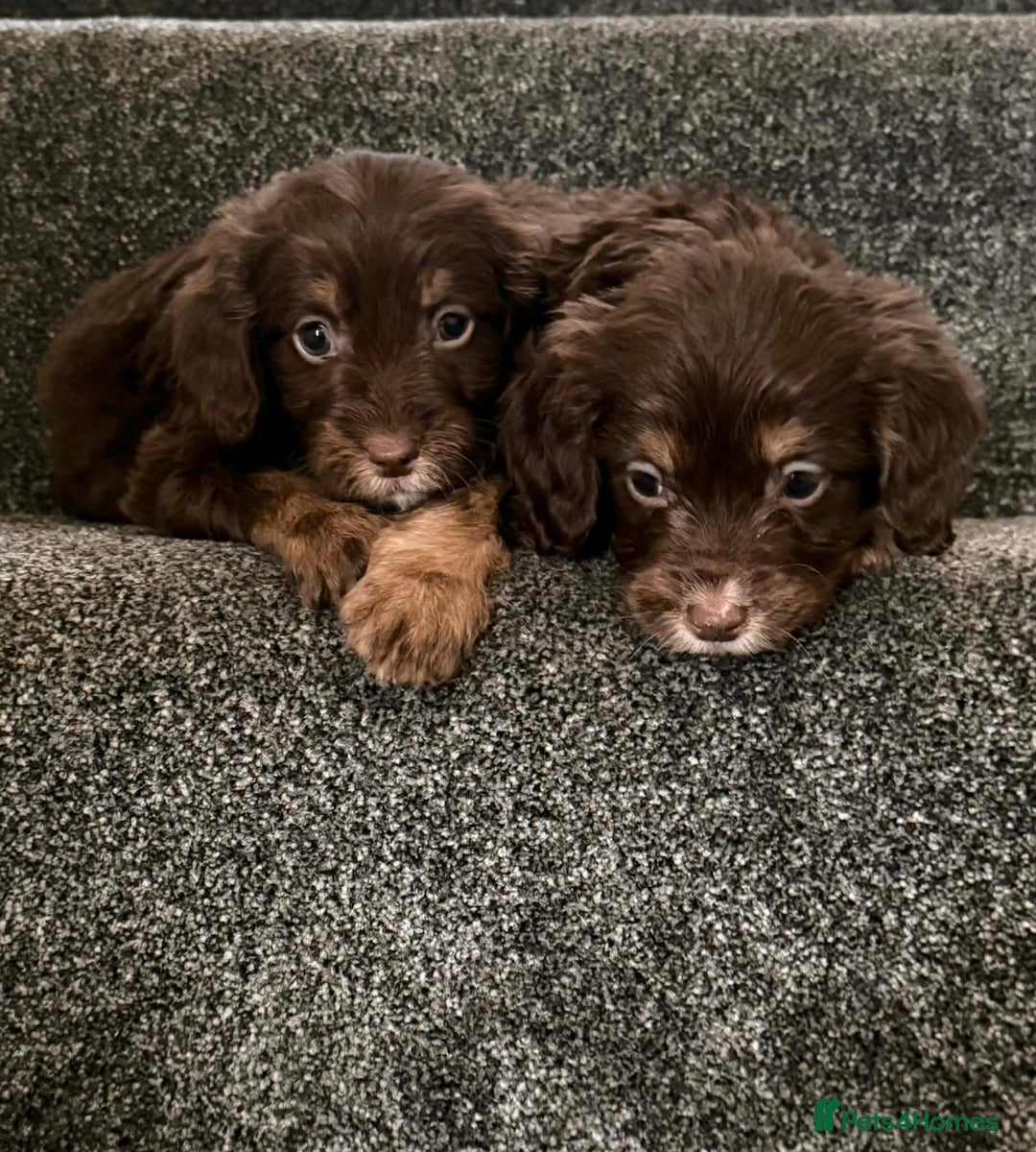 Cockapoo dogs for sale: Outstanding puppies are ready go to  - Advert 10