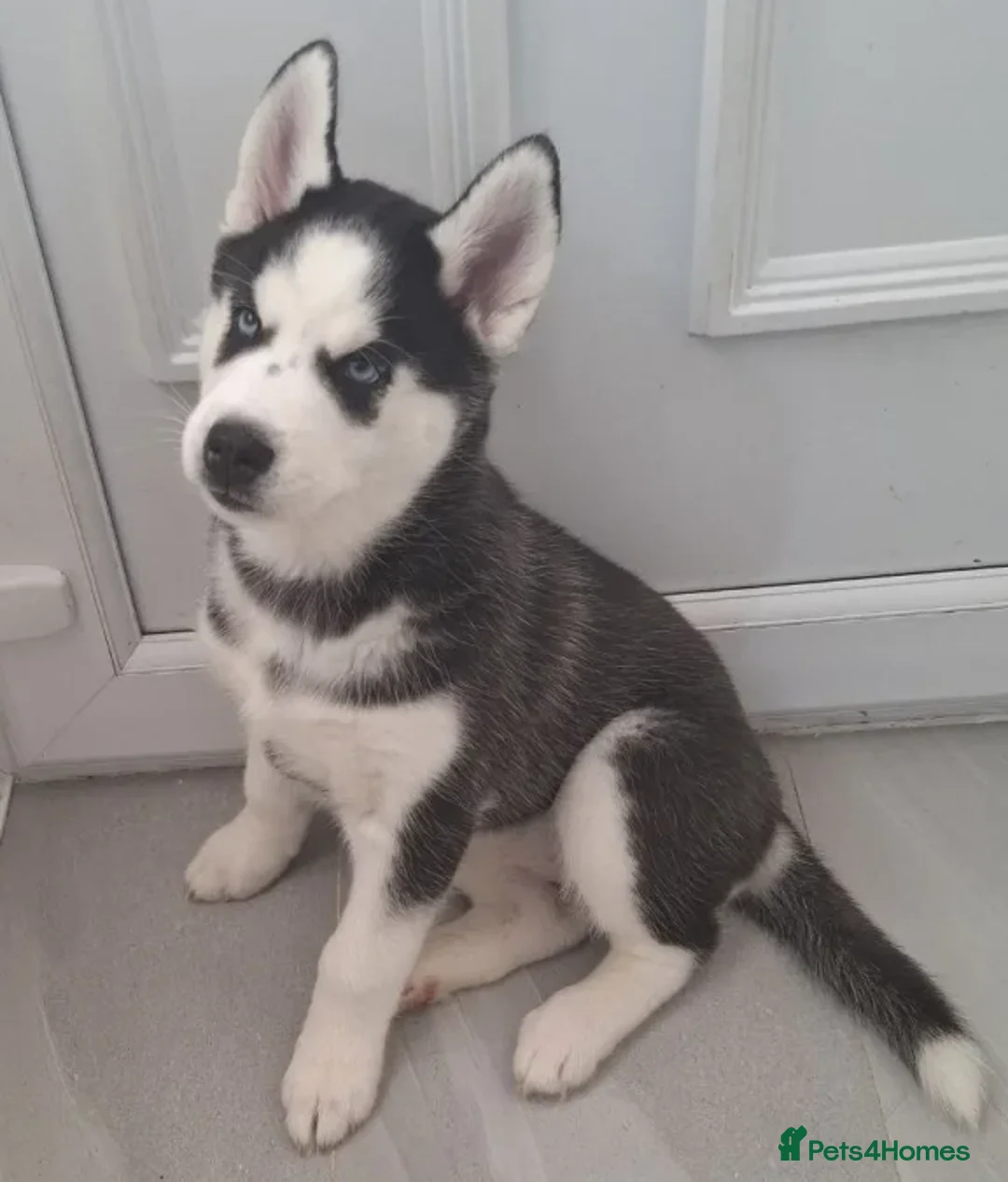 Siberian Husky dogs for sale: “Snow-Kissed Siberian Husky Cuties – Available - Advert 6