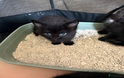 Mixed Breed cats for sale: Beautiful kittens ready for new homes now  - Image 6