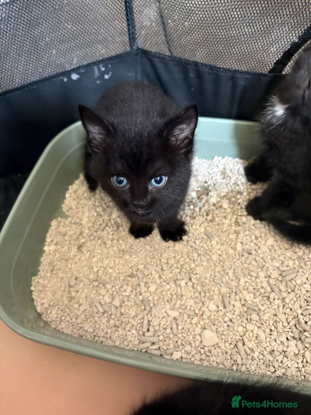 Mixed Breed cats for sale: Beautiful kittens ready for new homes now  - Image 6