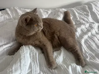 British Shorthair cats Beautiful neutered female cat - Advert 1