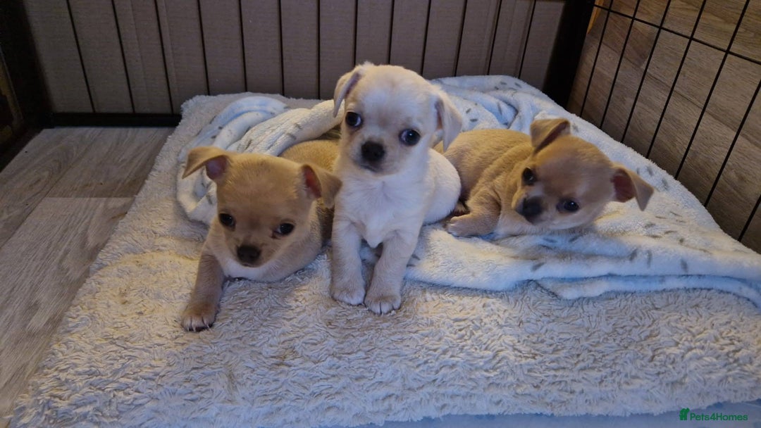 Chihuahua dogs for sale: Short-Haired Applehead Chihuahuas - Image 4
