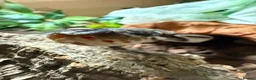 Python Snake reptiles for sale: Ball Python in Harlow - Advert 4