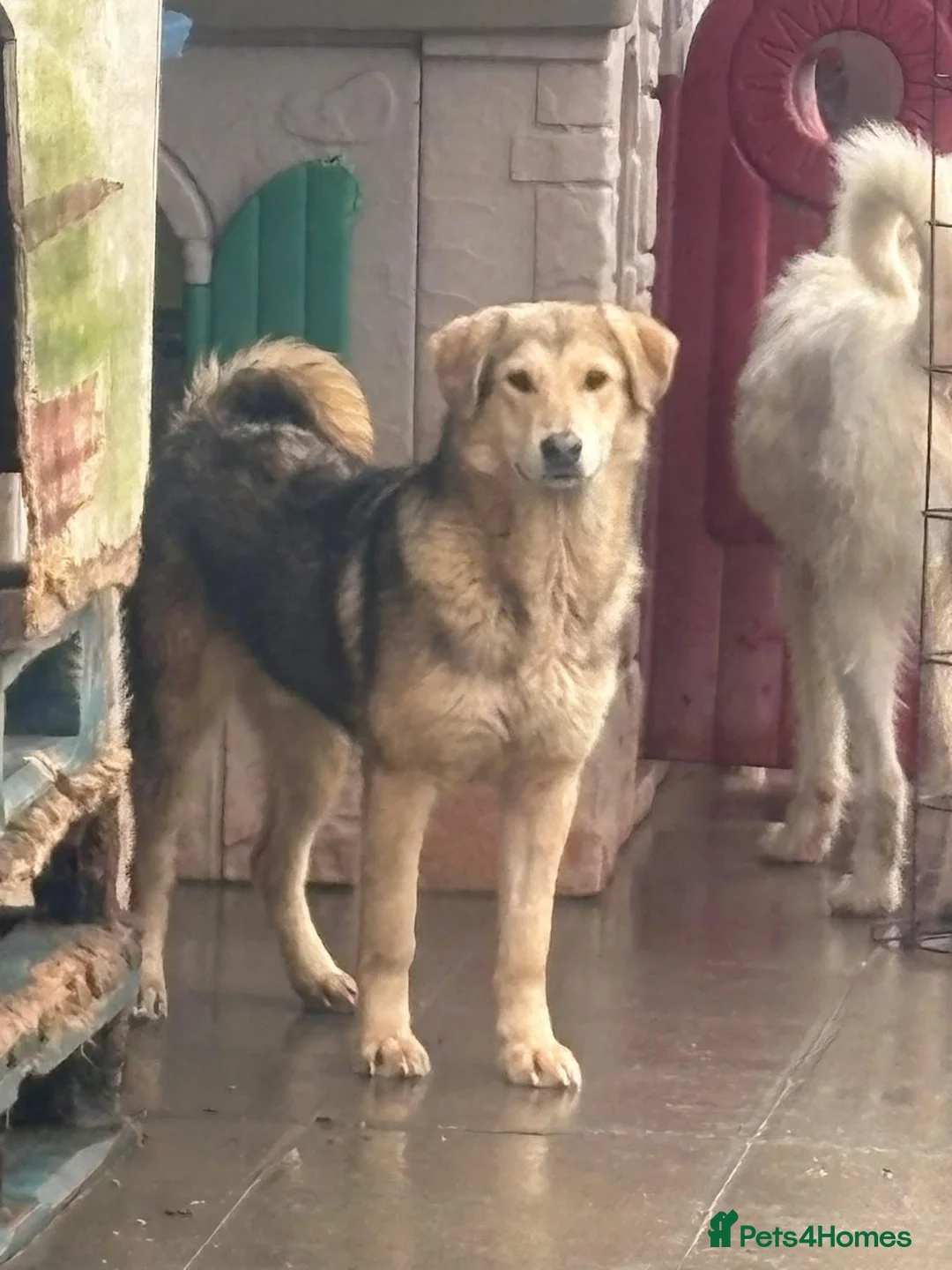 Mixed Breed dogs for adoption: Neddy - Norwich Norfolk  - Advert 1