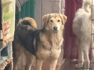 Mixed Breed dogs Neddy - Norwich Norfolk - Advert 1