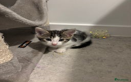 Domestic Shorthair cats for sale: Lovely 5 kittens for sale - Image 1