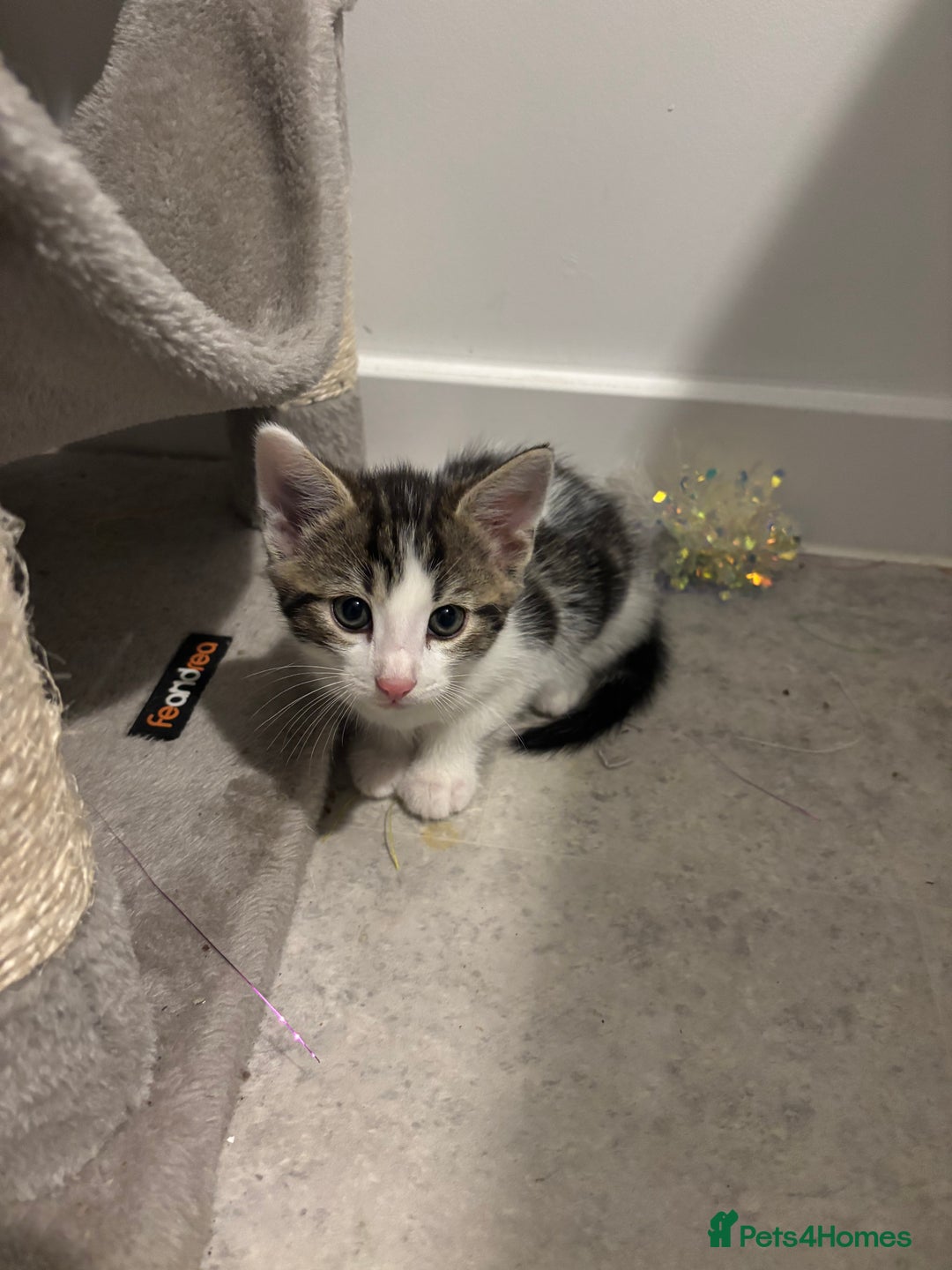 Domestic Shorthair cats for sale: Lovely 5 kittens for sale - Image 1